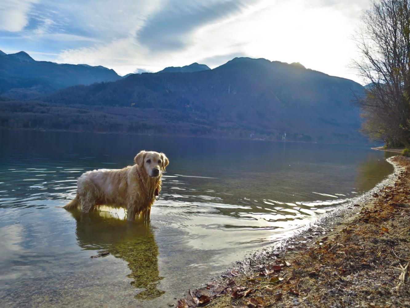 Hund Bella See wandern Wasser Das Weitwandern Portal