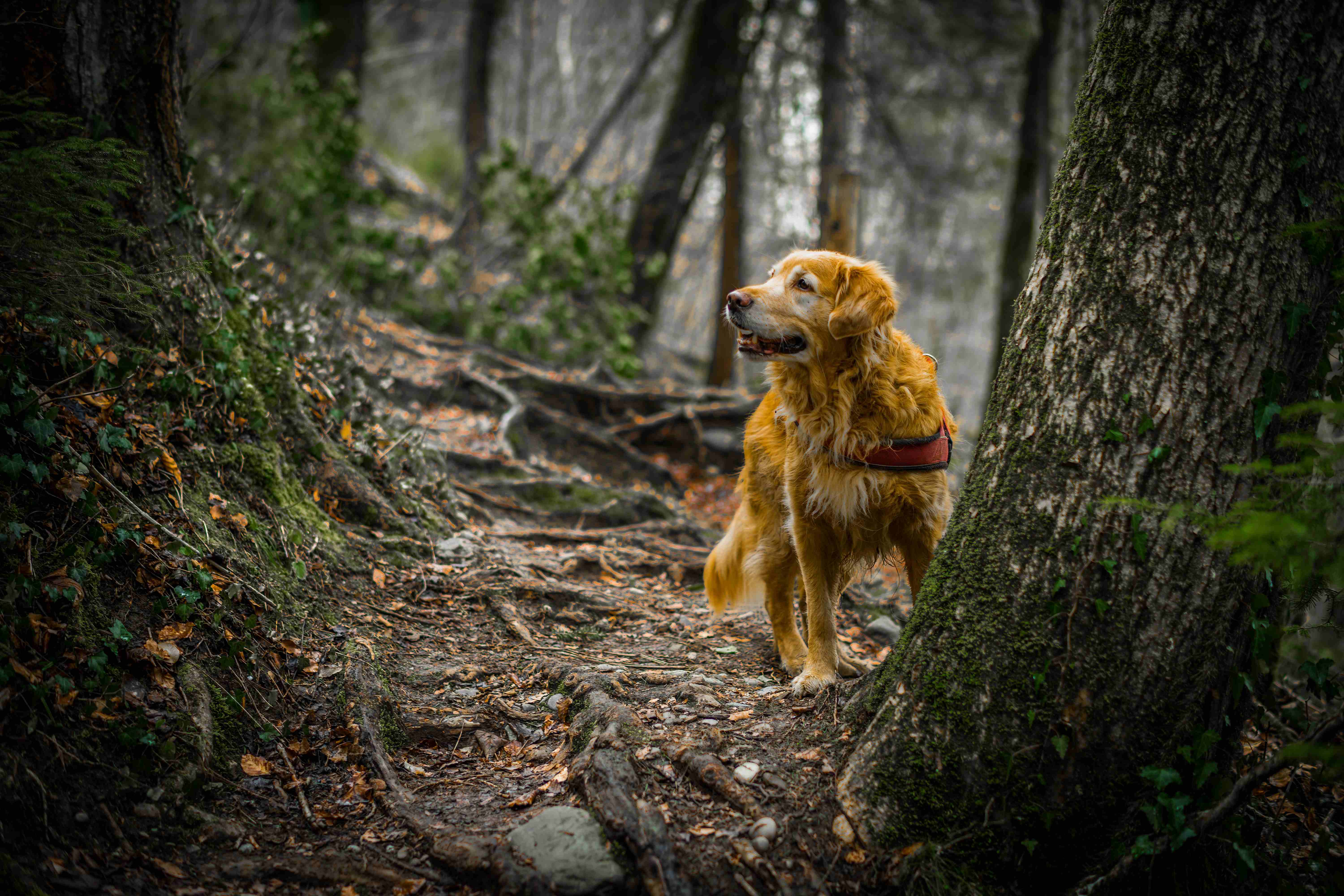 Hund Wald Wandern Baum Weg Waldweg Das Weitwandern Portal
